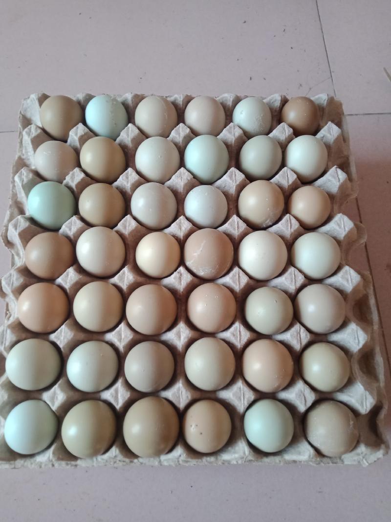 鸡蛋七彩山鸡蛋野鸡蛋