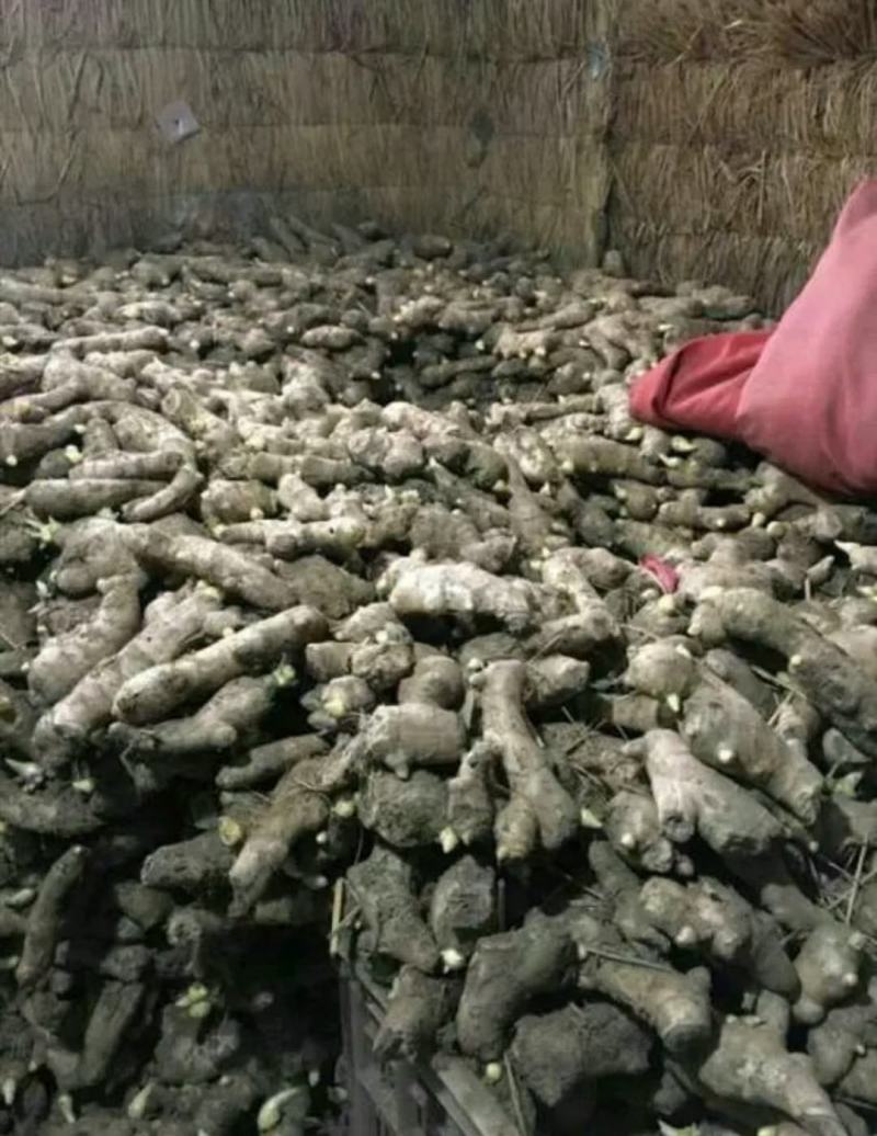 优质生姜种产地批发一手货源，保质保量。支持全国各地发货