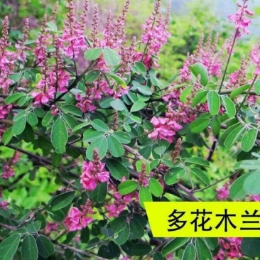多花木兰灌木种子，护坡，绿化，养殖，多年生长