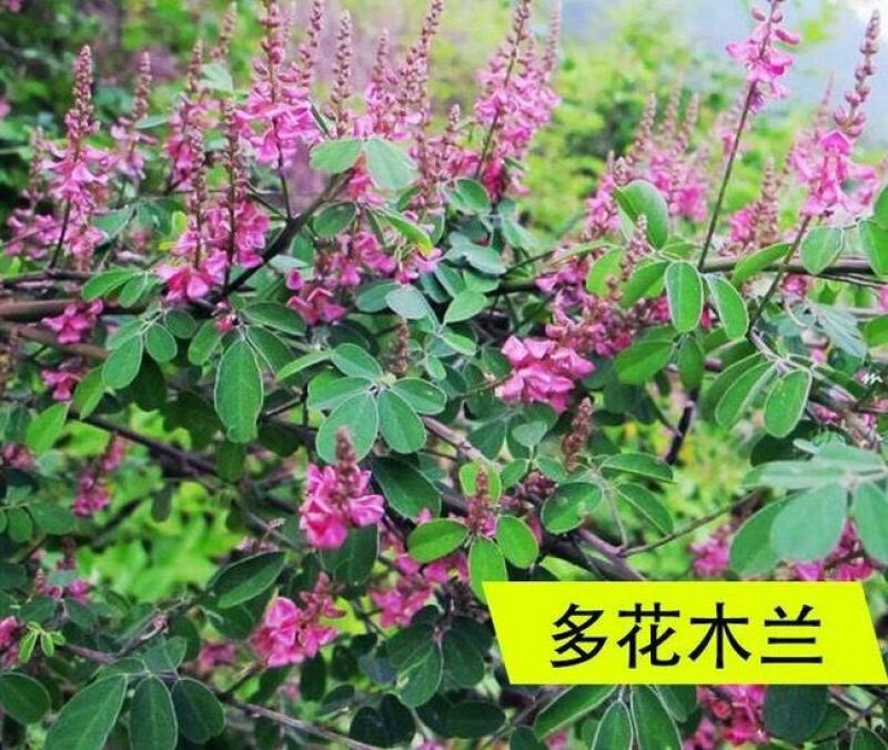 多花木兰灌木种子，护坡，绿化，养殖，多年生长