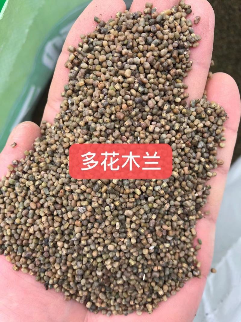 多花木兰灌木种子，护坡，绿化，养殖，多年生长