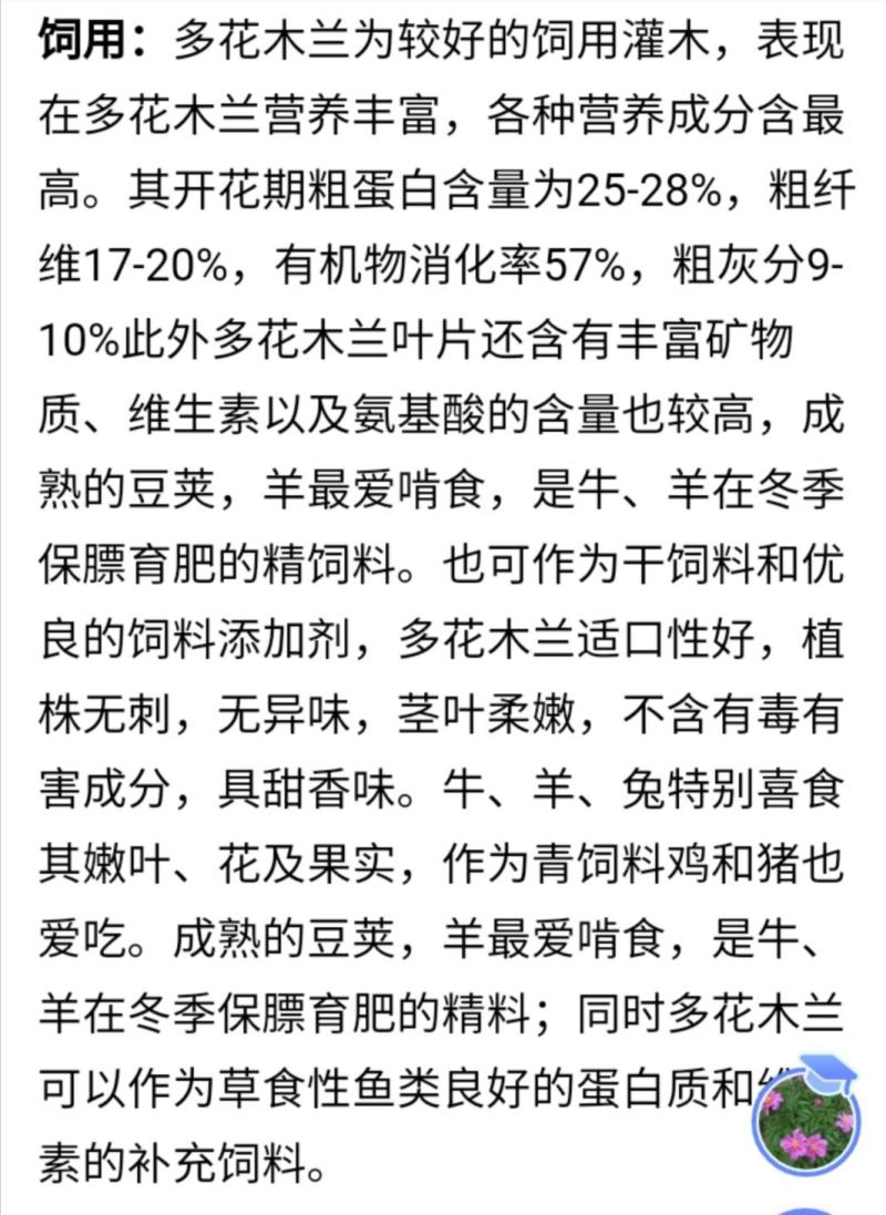 多花木兰灌木种子，护坡，绿化，养殖，多年生长
