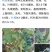 多花木兰灌木种子，护坡，绿化，养殖，多年生长