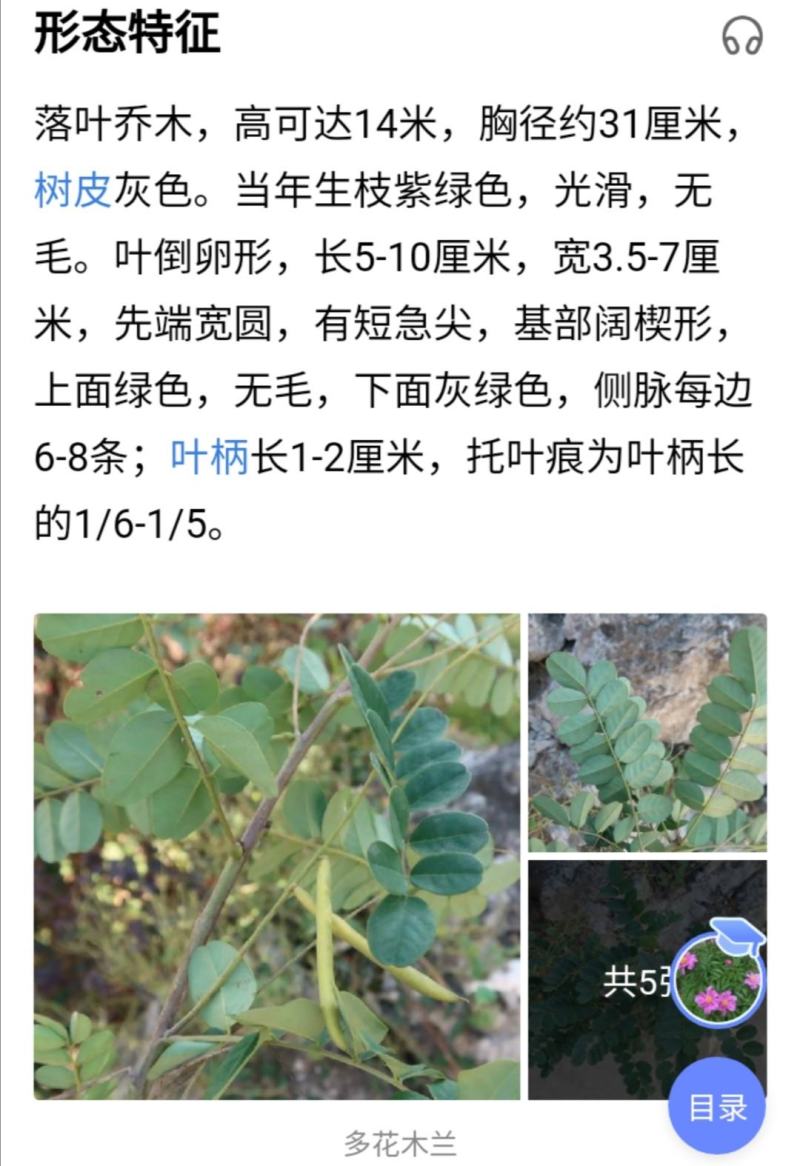 多花木兰灌木种子，护坡，绿化，养殖，多年生长