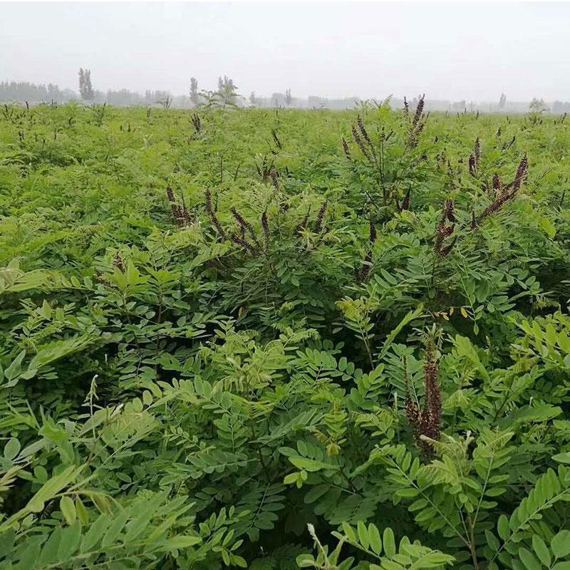紫穗槐灌木种子，可护坡，绿化，固林，防止水土流失