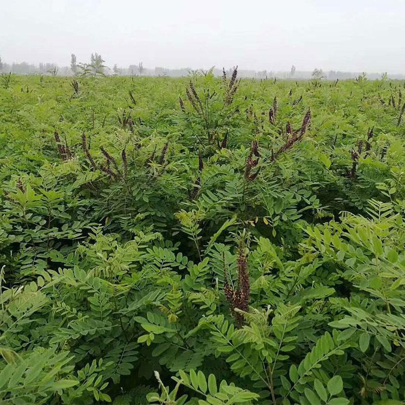 紫穗槐灌木种子，可护坡，绿化，固林，防止水土流失
