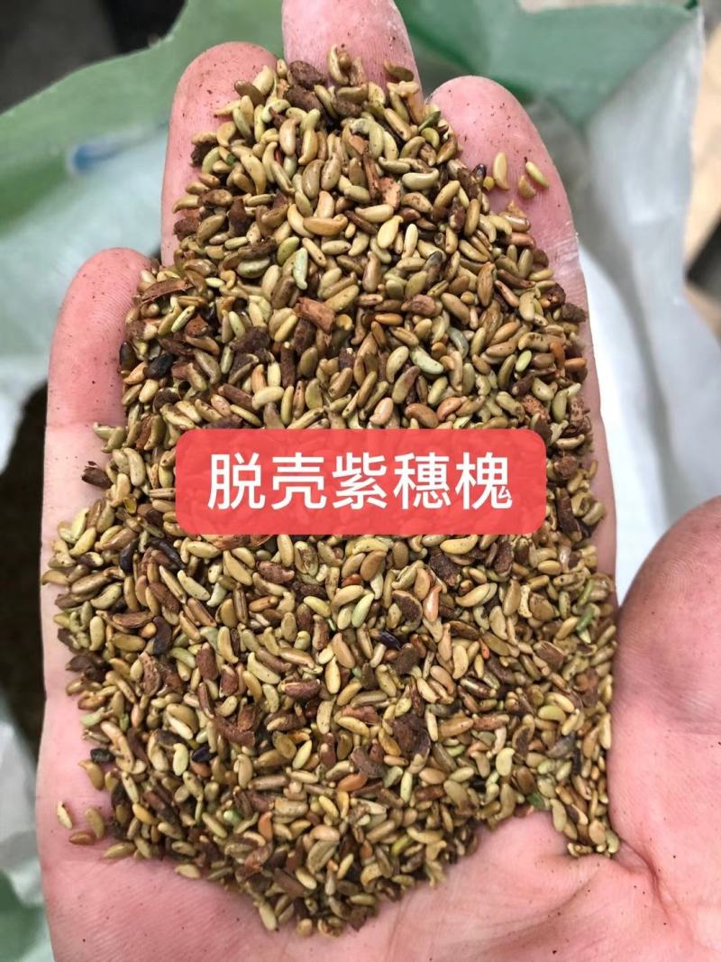 紫穗槐灌木种子，可护坡，绿化，固林，防止水土流失