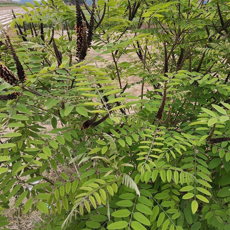 紫穗槐灌木种子，可护坡，绿化，固林，防止水土流失