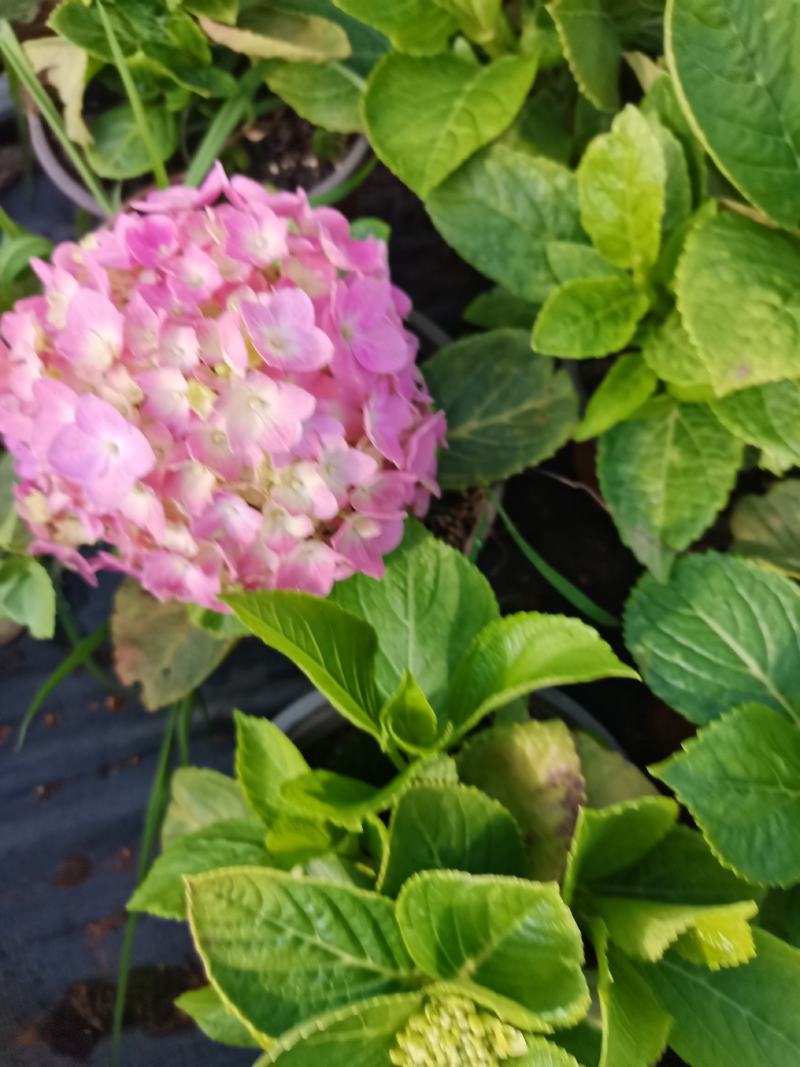 绣球盆栽现在有十多个品种