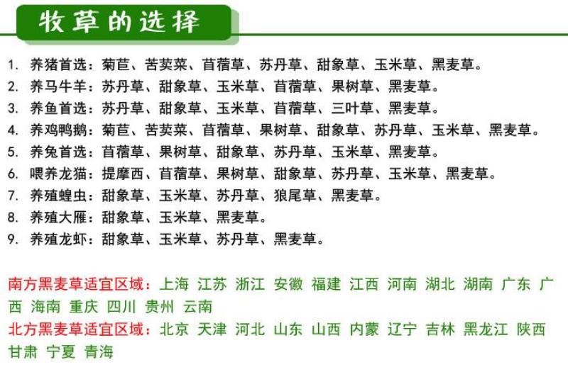 菊苣种子进口多年生大叶将军菊苣种籽四季高产耐旱牧草种子