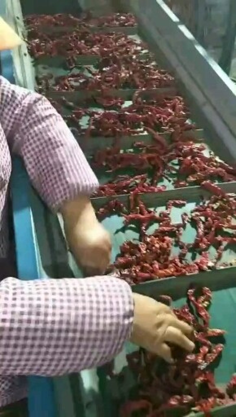 【厂家包邮】陕西兴平玉鸽辣椒石碾辣椒面二细香辣烤肉辣面