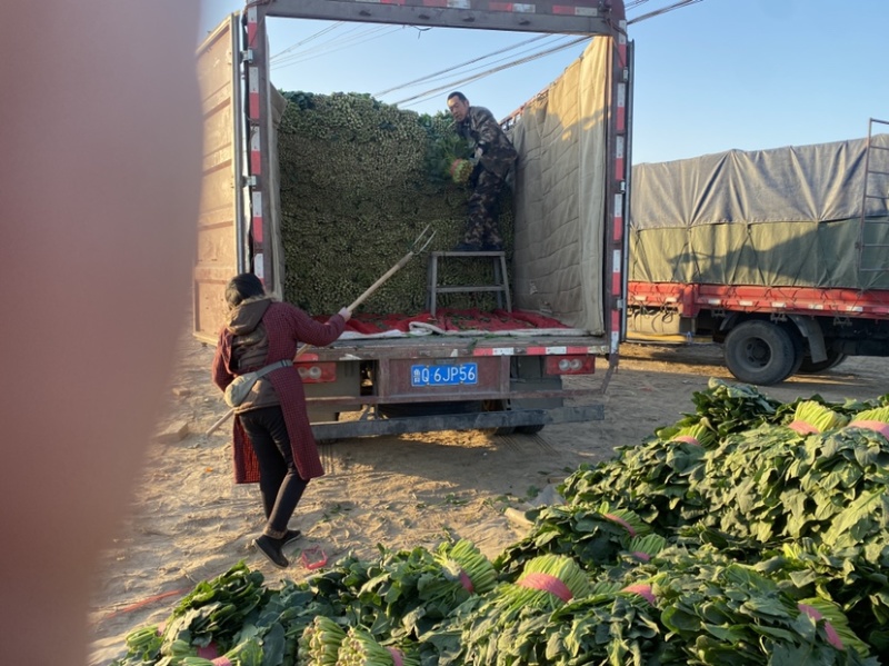 山东省聊城市万亩冷棚大叶菠菜，大量供应中