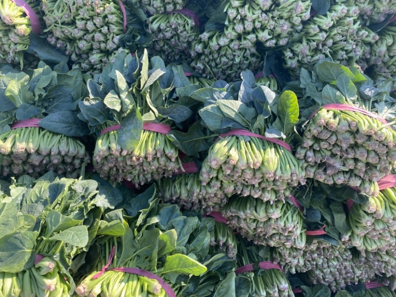 山东省聊城市万亩冷棚大叶菠菜，大量供应中