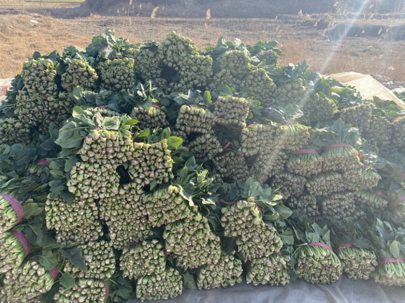 山东省聊城市万亩冷棚大叶菠菜，大量供应中