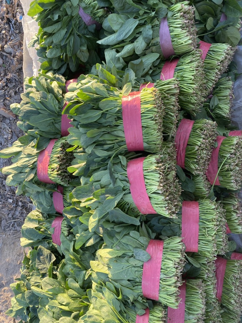 山东省聊城市万亩冷棚大叶菠菜，大量供应中