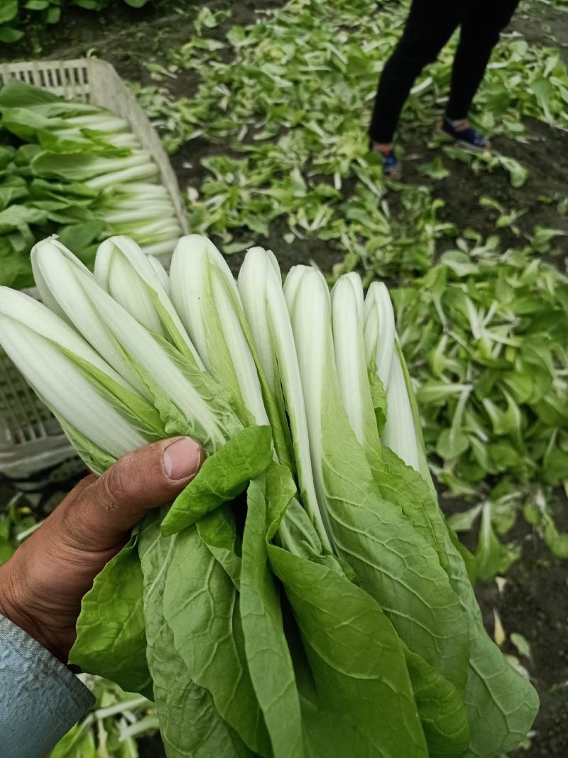 接受代办成都双流菜地小菜小白菜飘儿白