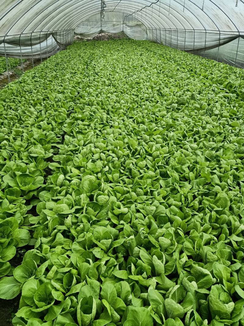 接受代办成都双流菜地小菜小白菜飘儿白