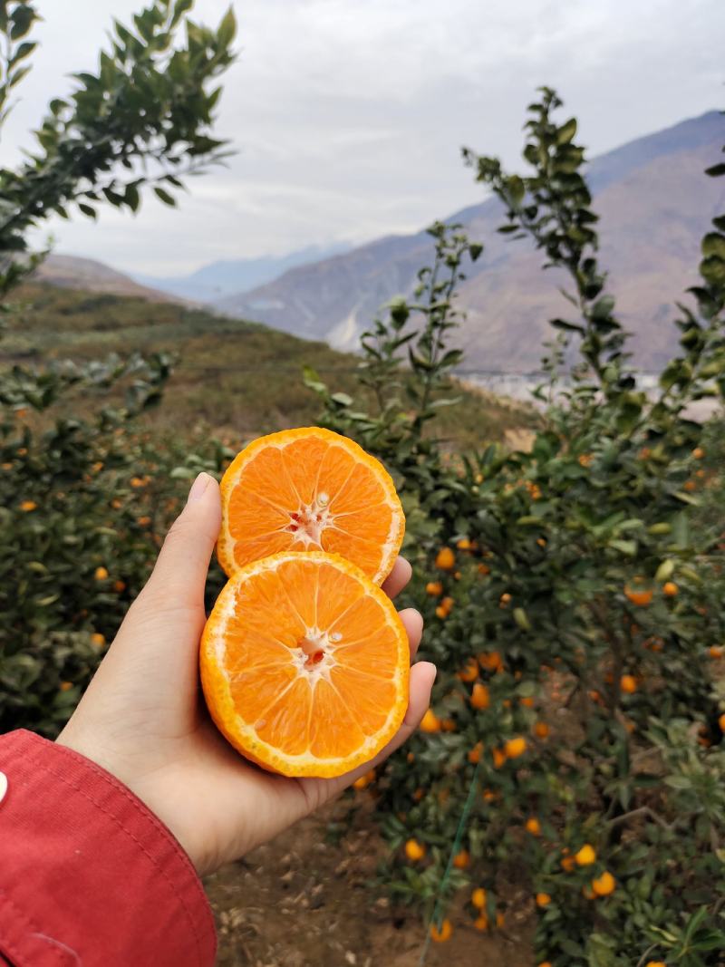 春节可发货【荐】石棉水果柑桔黄果柑汁多化渣大量上市