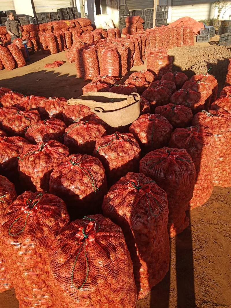 云南一代二代商品魔芋种批发，魔芋基地直供易活发芽率高