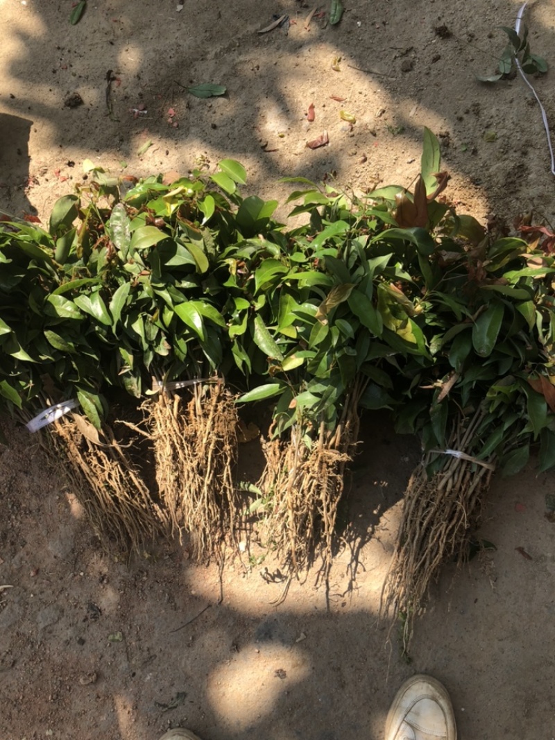 荔枝直生苗荔枝播种小苗20～1米高度荔枝芽苗