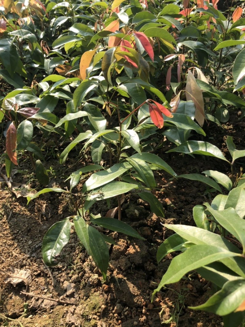 荔枝直生苗荔枝播种小苗20～1米高度荔枝芽苗
