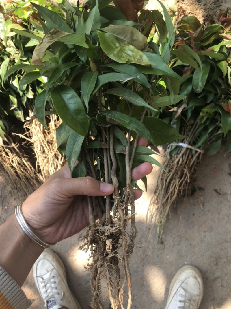 荔枝直生苗荔枝播种小苗20～1米高度荔枝芽苗