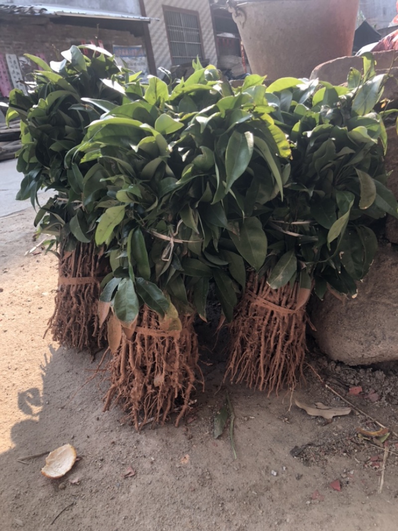 荔枝直生苗荔枝播种小苗20～1米高度荔枝芽苗