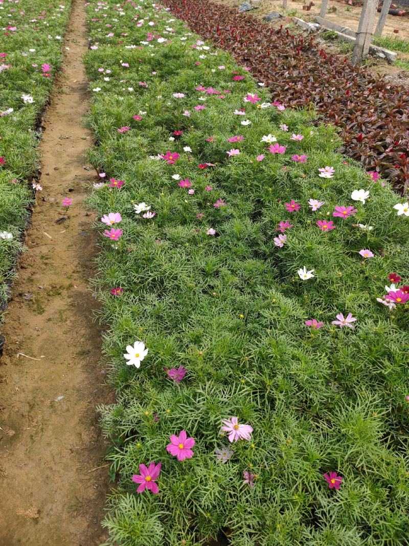 波斯菊基地，波斯菊新价格，波斯菊工程苗，波斯菊大量供应