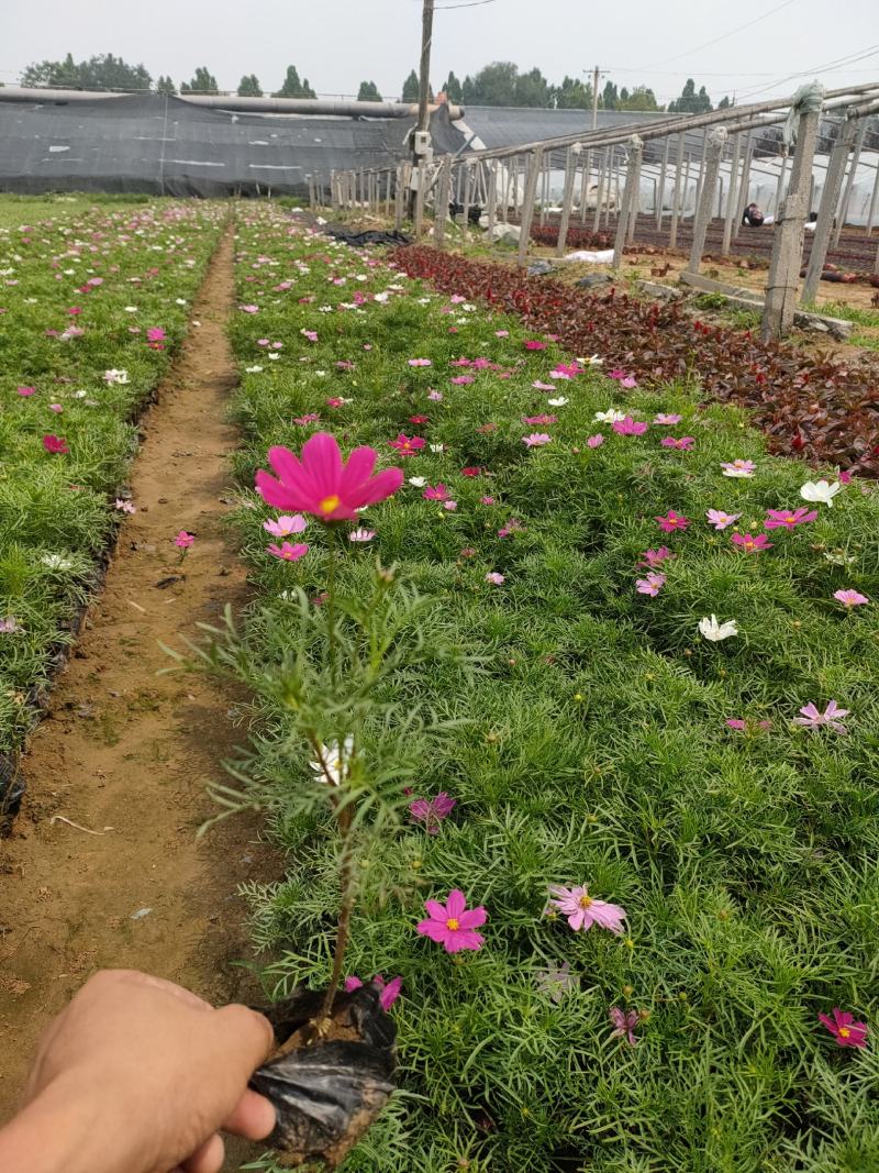 波斯菊基地，波斯菊新价格，波斯菊工程苗，波斯菊大量供应