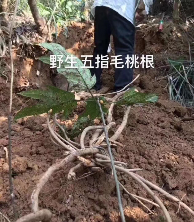 野生植物五指毛桃根茎