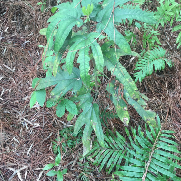 野生植物五指毛桃根茎