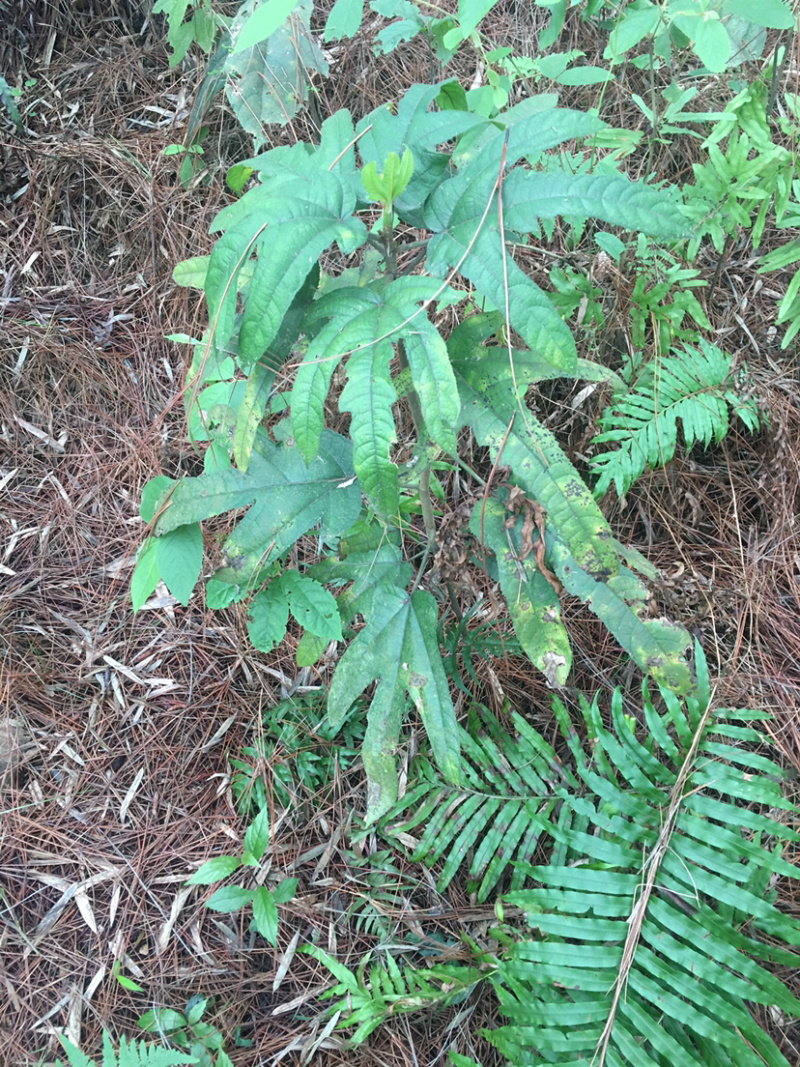 野生植物五指毛桃根茎