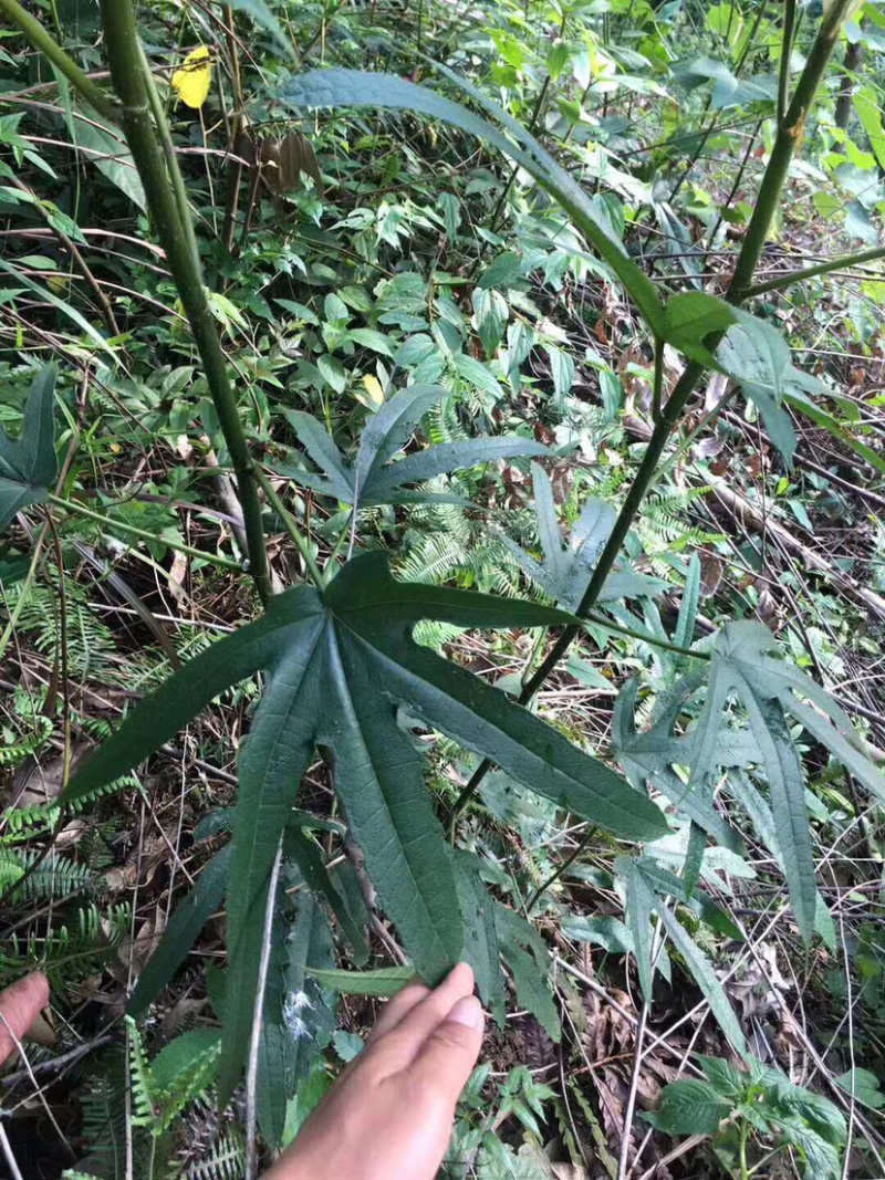 野生植物五指毛桃根茎