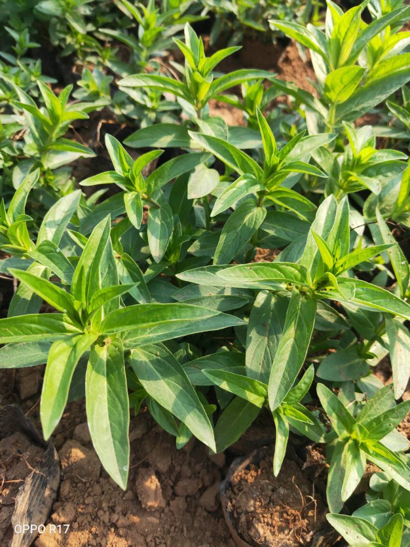 优质千屈菜，株丛整齐花朵繁茂花序长花期长根系发达，