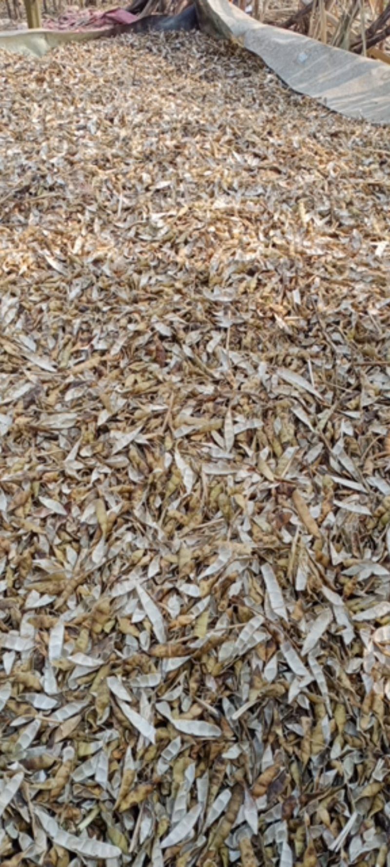 正宗木马山的地瓜种子