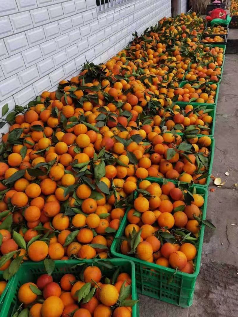湖北秭归夏橙脐橙口感纯甜皮薄肉厚支持视频看货