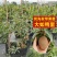 人心果果苗树苗水果树四季南方北方盆栽地栽庭院阳台种植当年