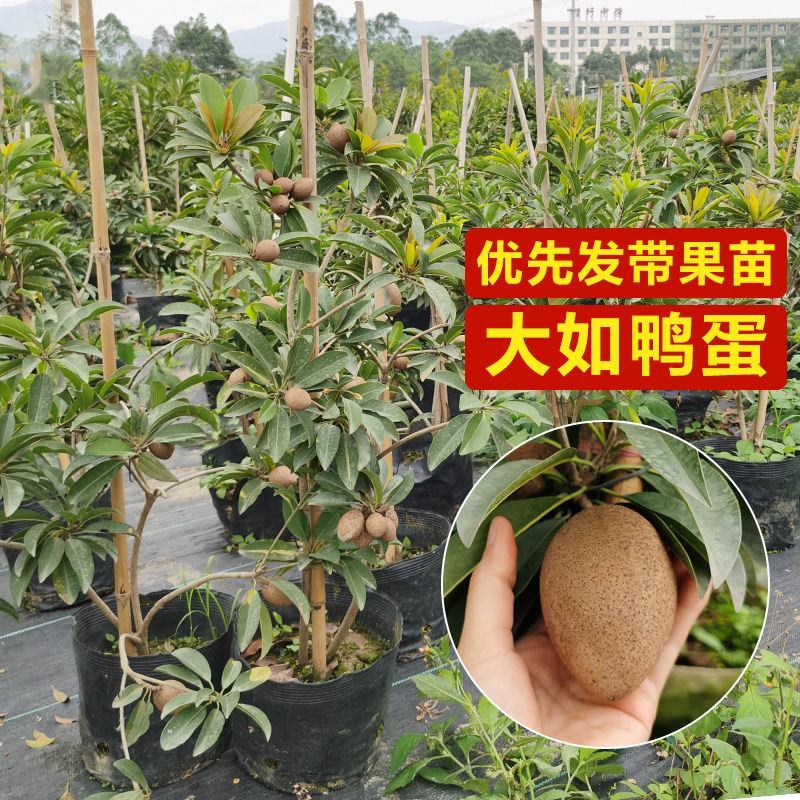 人心果果苗树苗水果树四季南方北方盆栽地栽庭院阳台种植当年