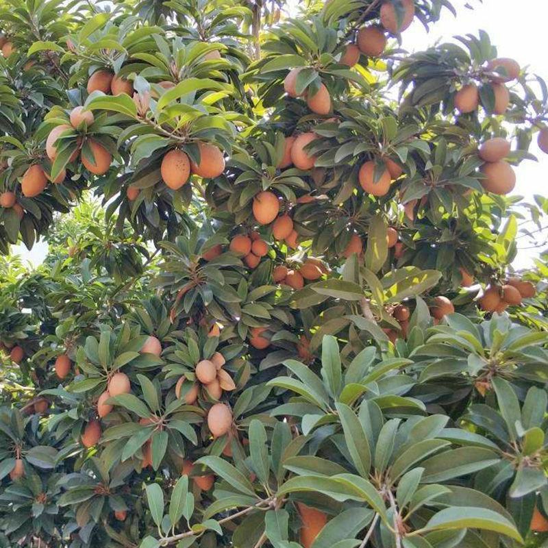 人心果果苗树苗水果树四季南方北方盆栽地栽庭院阳台种植当年