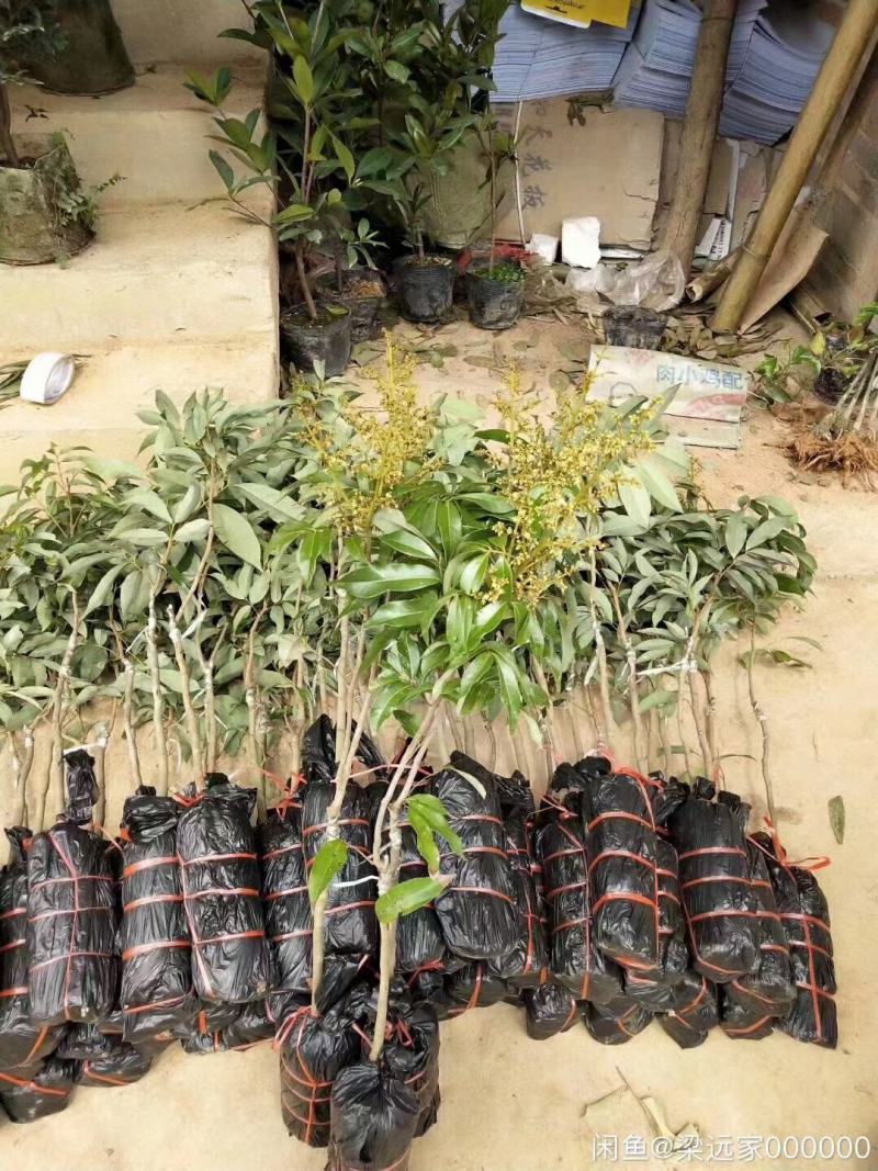 正品种无核荔枝南北方都可以种植耐寒品种。