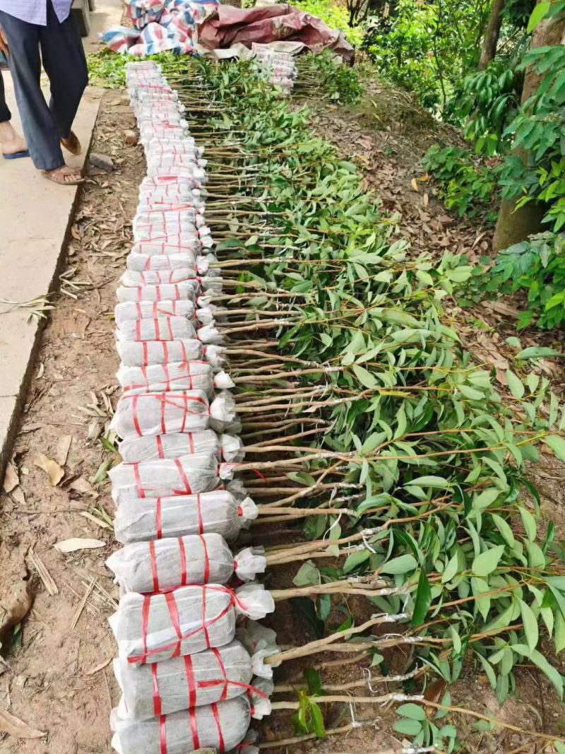 正品种无核荔枝南北方都可以种植耐寒品种。