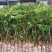 正品种无核荔枝南北方都可以种植耐寒品种。