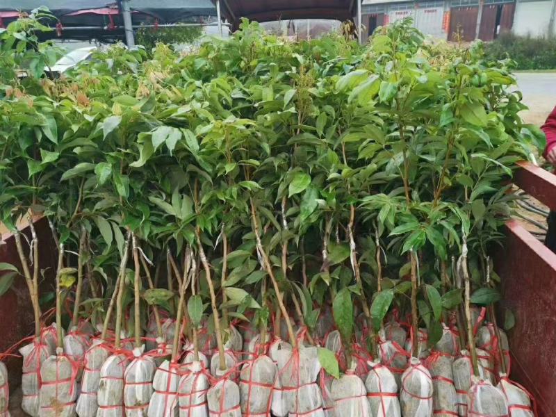正品种无核荔枝南北方都可以种植耐寒品种。