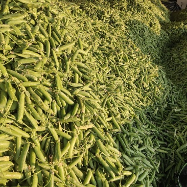 云南大理青碗豆特价特价！……………………