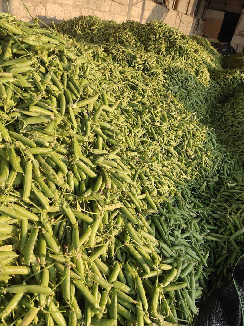 云南大理青碗豆特价特价！……………………