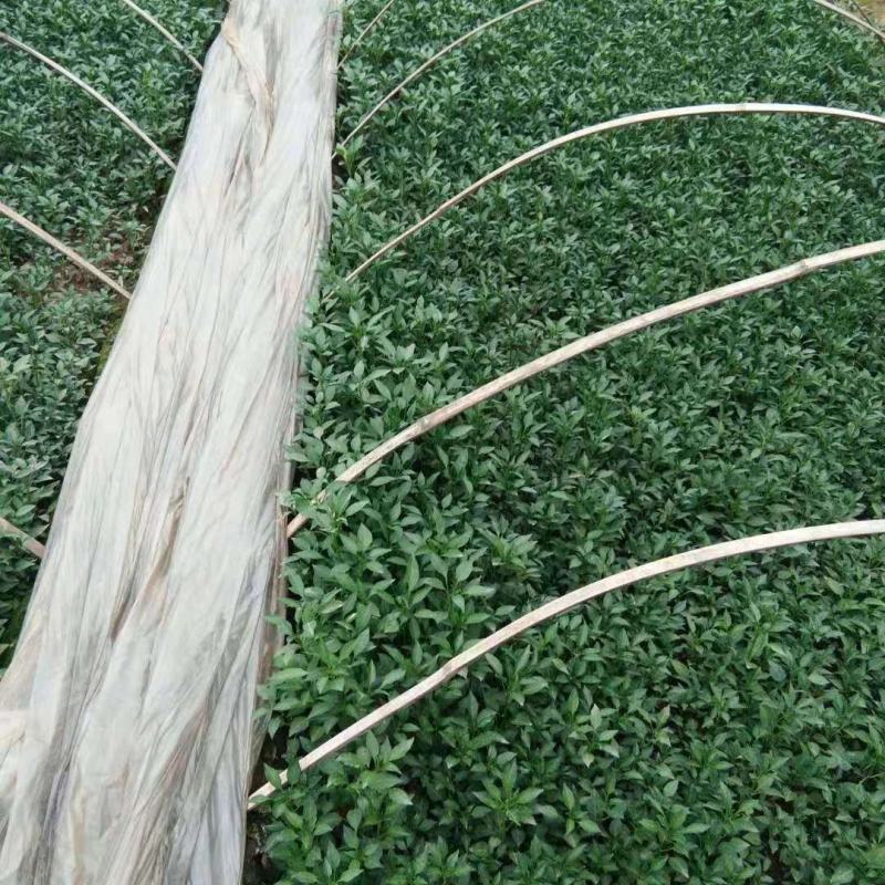 茄子苗（墨茄）（烧烤茄苗）辣椒苗