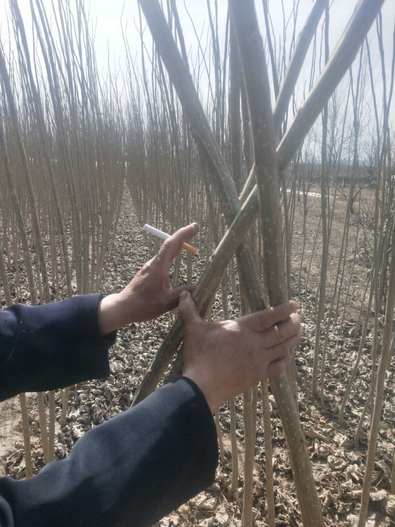 河南灵宝:速生杨.杨树苗107.108.无絮杨大货