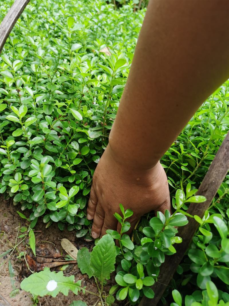 小叶黄杨小苗，分栽苗，苗木根系好保湿放货，