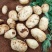 精品土豆🥔丽薯六号3两起步纸箱包装开远中和营