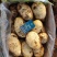精品土豆🥔丽薯六号3两起步纸箱包装开远中和营